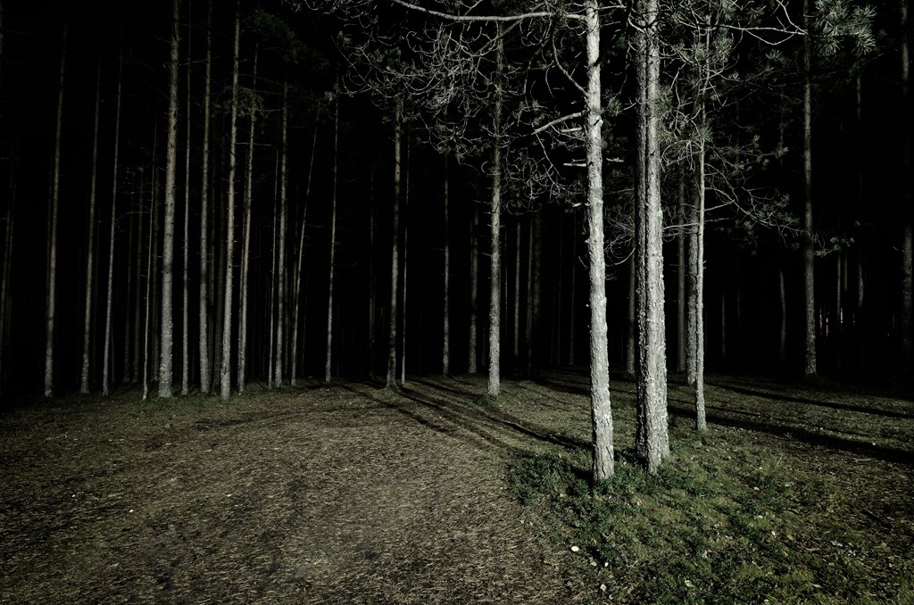 A forest of thin trees at night is where the Underpants scary story for kids takes place