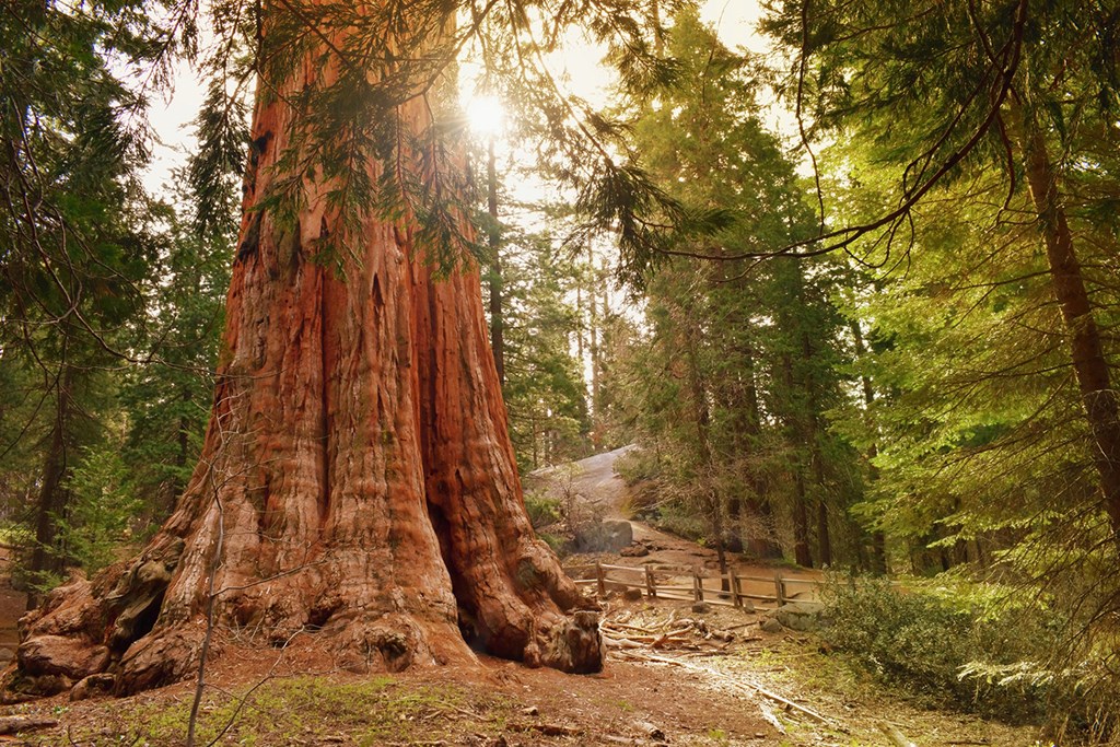 The General Grant tree, the largest giant sequoia.