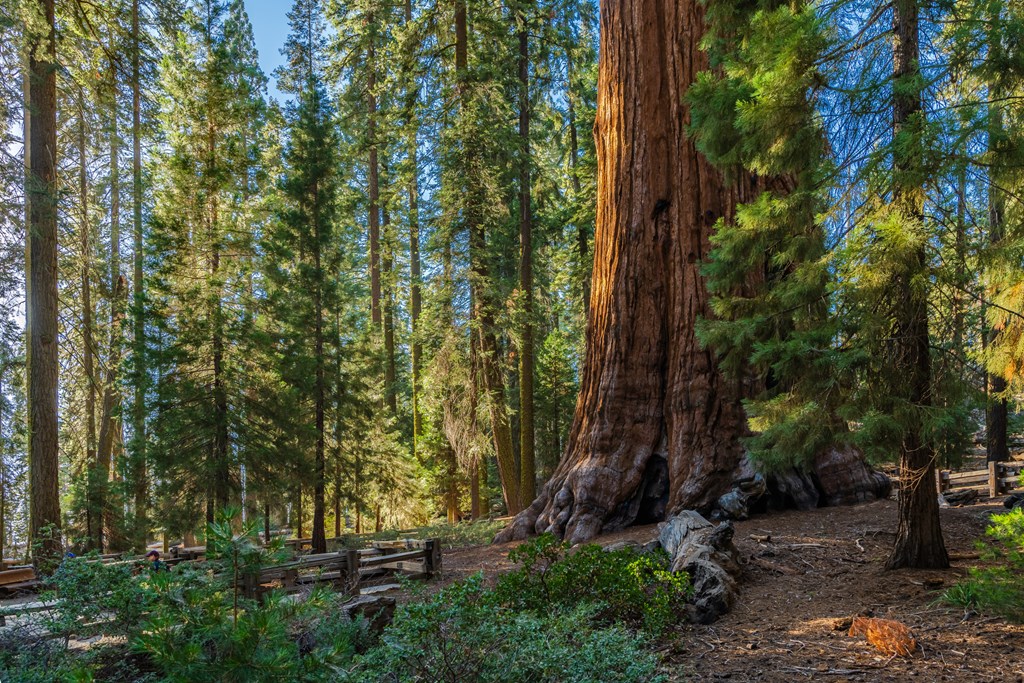 The giant sequoia called General Sherman tree, the biggest tree by volume in the world in Sequoia National Park.