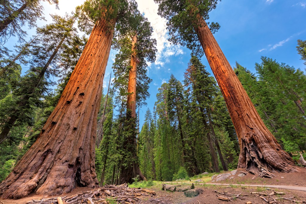 Giant sequoia trees, Sequoia National Park, California, USA