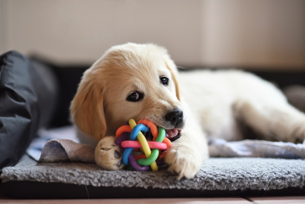 Golden retriever dog puppy playing with toy while lying on a dog bed.