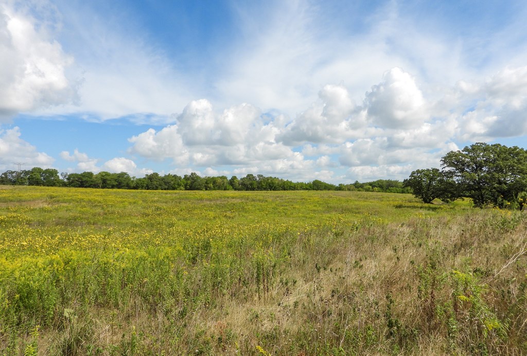 Illinois prairie with blue sky.