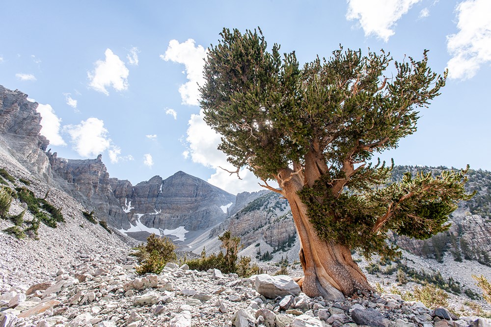 Landscape at Great Basin National Park, Nevada. Horizontal image shows a scenic view of Wheeler Peak. A large Bristlecone Pine tree in the foreground. A blue clouded sky above.