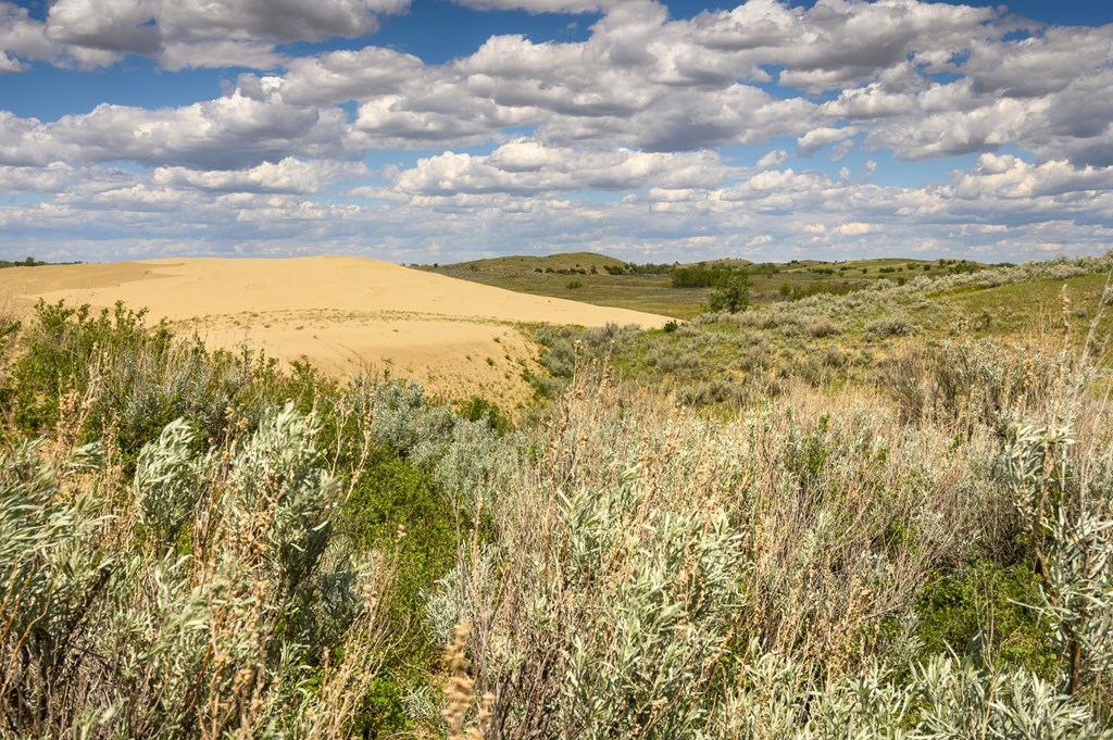Landscape of the Great Sandhills near the town of Leader, Saskatchewan, Canada