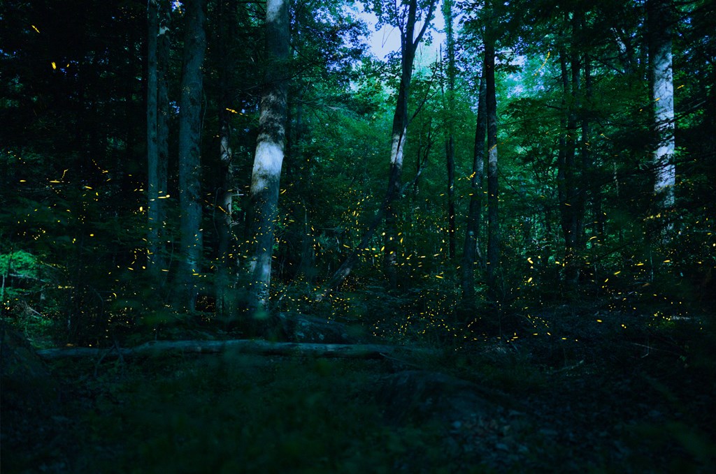 Fireflies in the forest of the Great Smoky Mountains