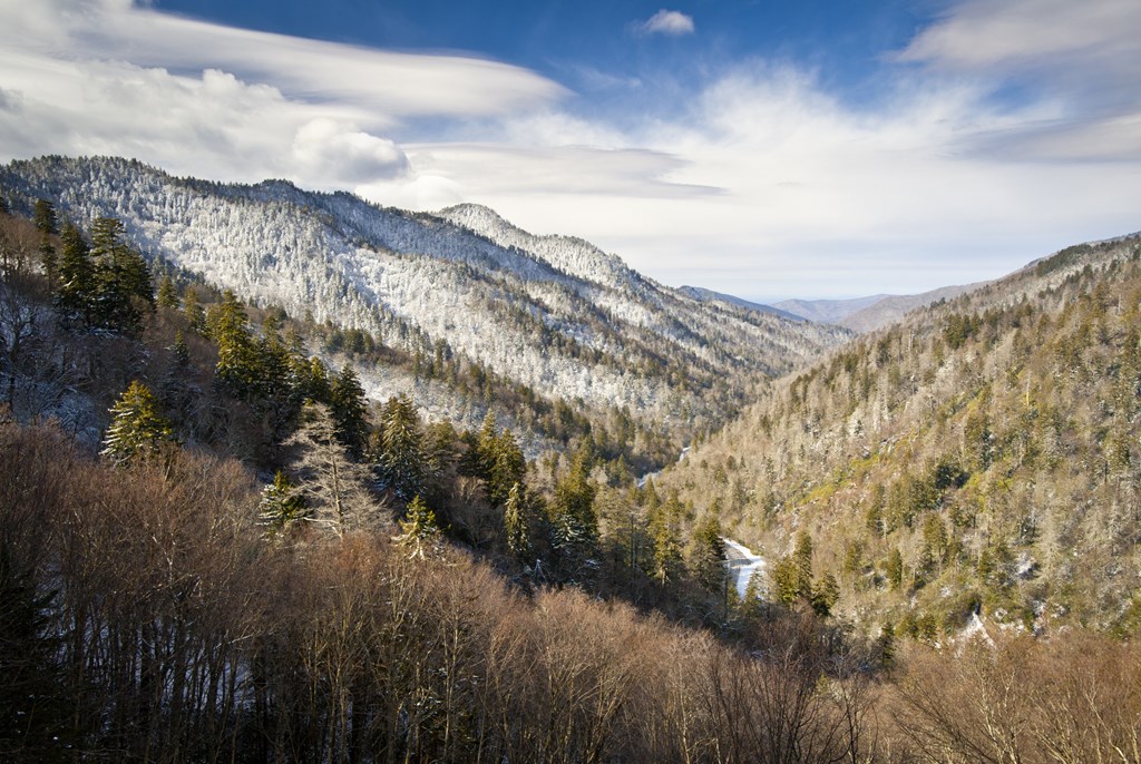 A dusting of snow appears on the pine trees of the Great Smoky Mountains.