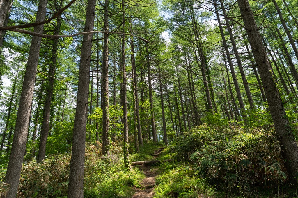 A small path meanders through a tall pine forest.