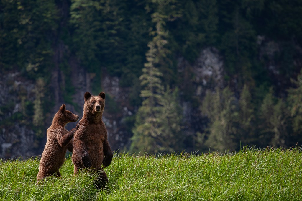 Grizzly bears in the coastal rainforest of British Columbia.