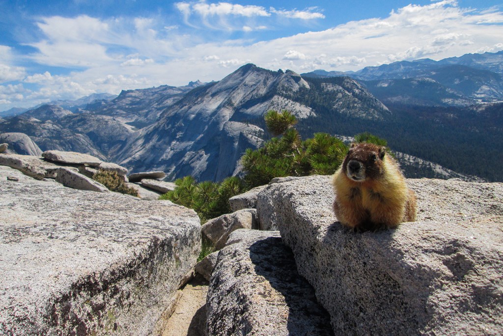 Groundhog in Yosemite National Park
