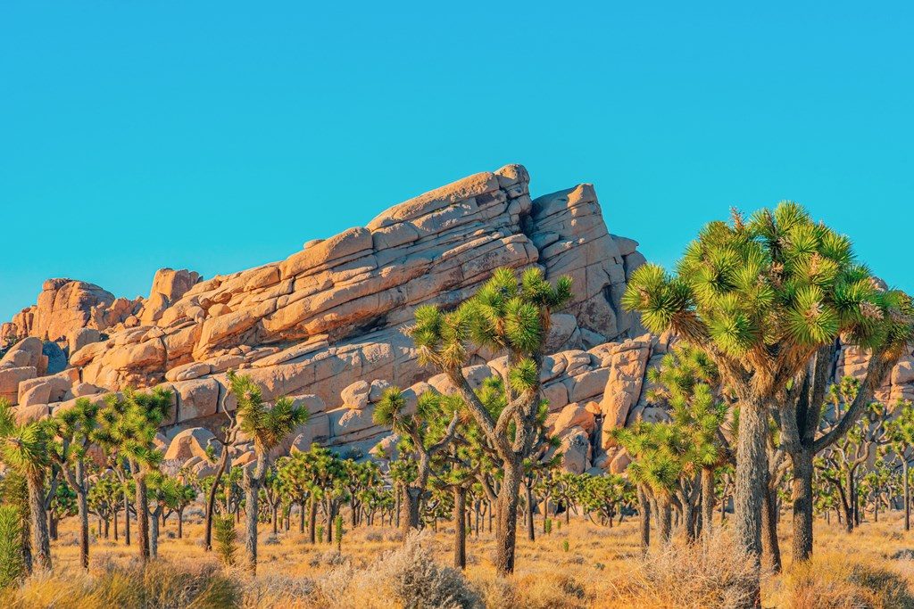 A grove of Joshua Trees fill a desert meadow in front of dramatic layered rocks in Joshua Tree National Park.