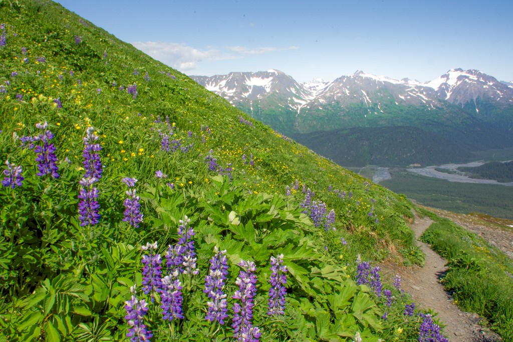 Exit Glacier and Harding Ice field Trail, Seward , Kenai Peninsula, Alaska