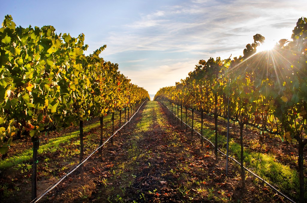 Sunrise over vineyards in Healdsburg, CA