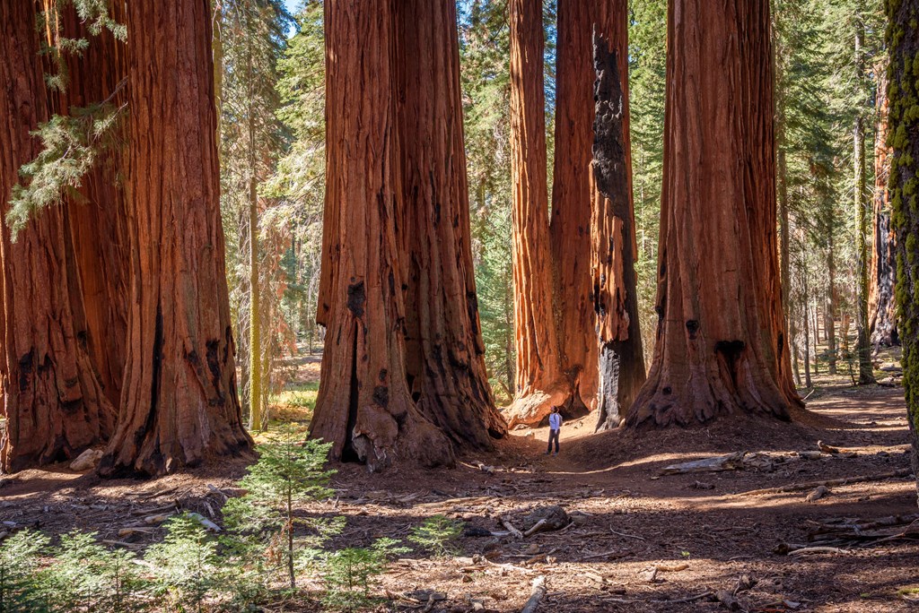 Woman hiker standing at the foot giant sequoias on a sunny autumn morning.