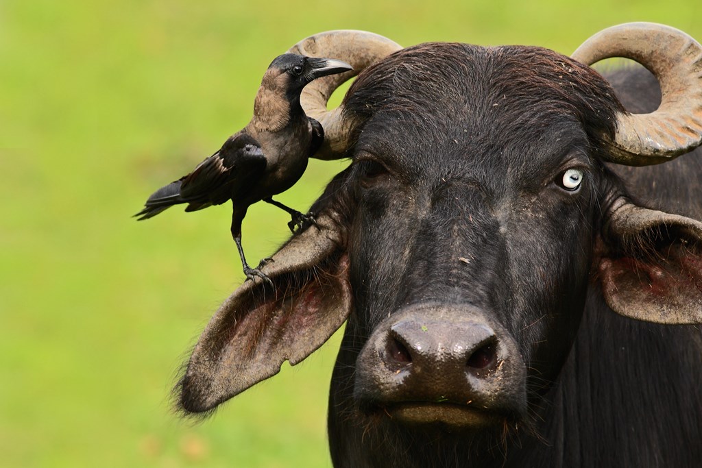 A crow sites on the ear of a black cow with horns to set the scene for the Cow's Head creepy story for kids