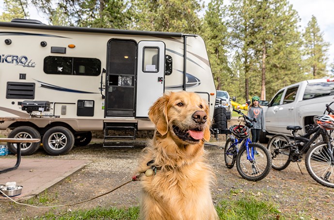 How to Maximize Comfort and Safety for Pets in Your RV | KOA Camping Blog