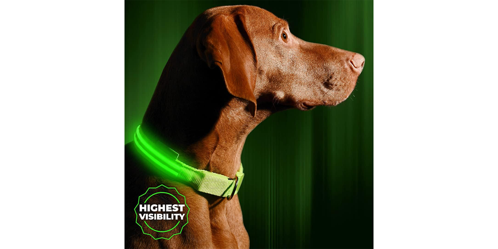A dog wearing a green light up dog collar.