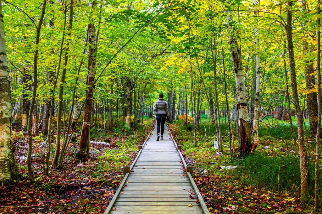 Female hiker on Jesup Trail wooden footpath among the fall foliage in Acadia National Park.