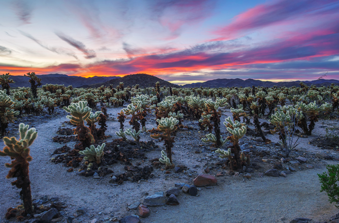 Your Guide to Joshua Tree National Park | KOA Camping Blog