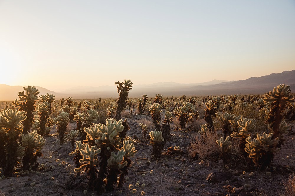 Stunning desert landscape view of Cholla Cactus in Joshua Tree National Park, 