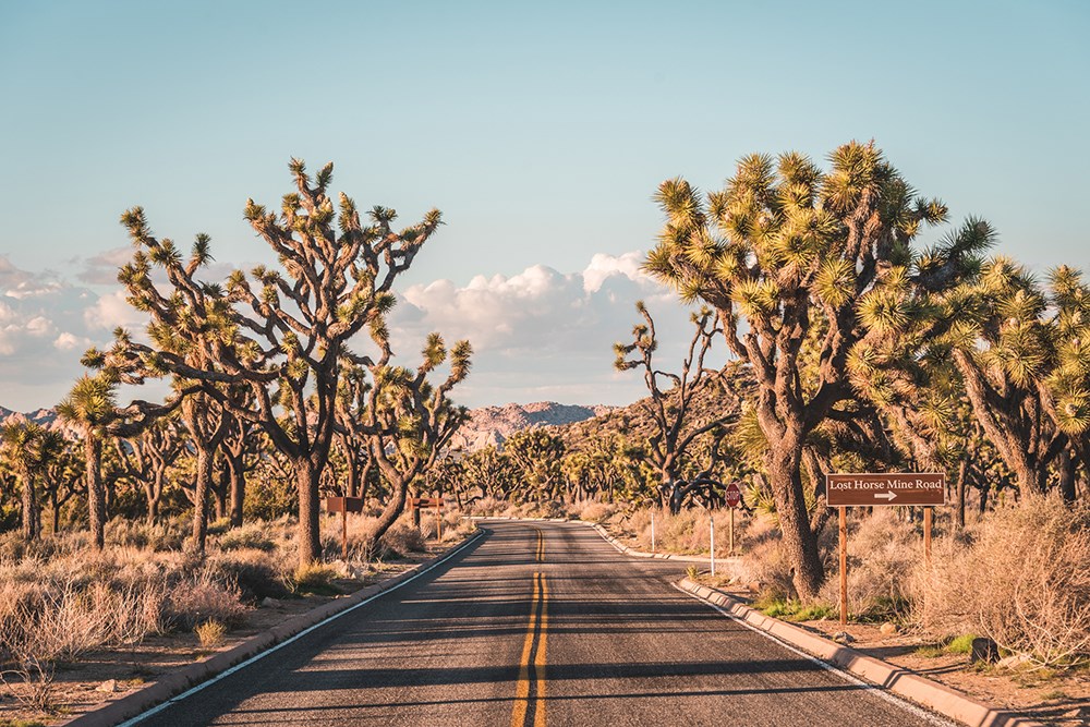 Road in the desert, in Joshua Tree National Park, California