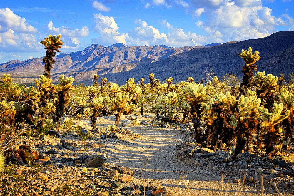 Striking view of Joshua Tree National Park