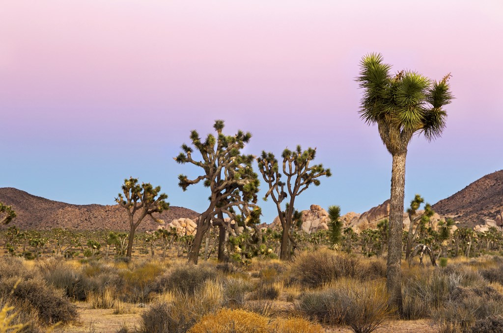 A December sunset over the joshua trees in Joshua Tree National Park.