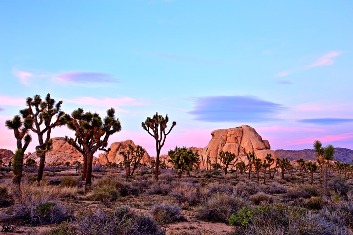 Joshua Tree National