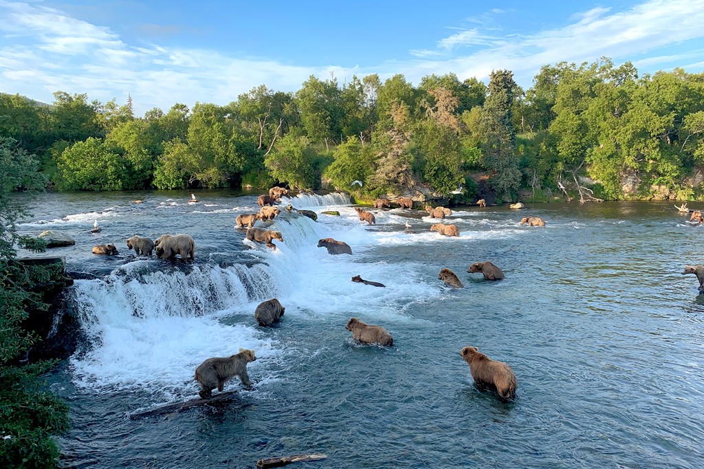 Brown Bears at Brooks Falls in Katmai National Park, Alaska