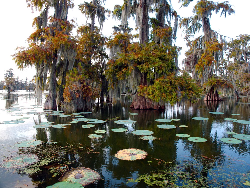 View of Lake Martin, Louisiana, USA