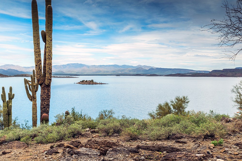 Cactus near lake pleasant