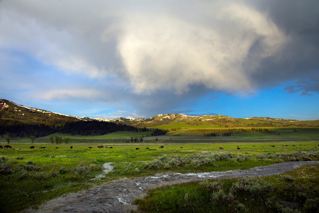 The Lamar Valley in Springtime with bison, green grass, and water flowing.