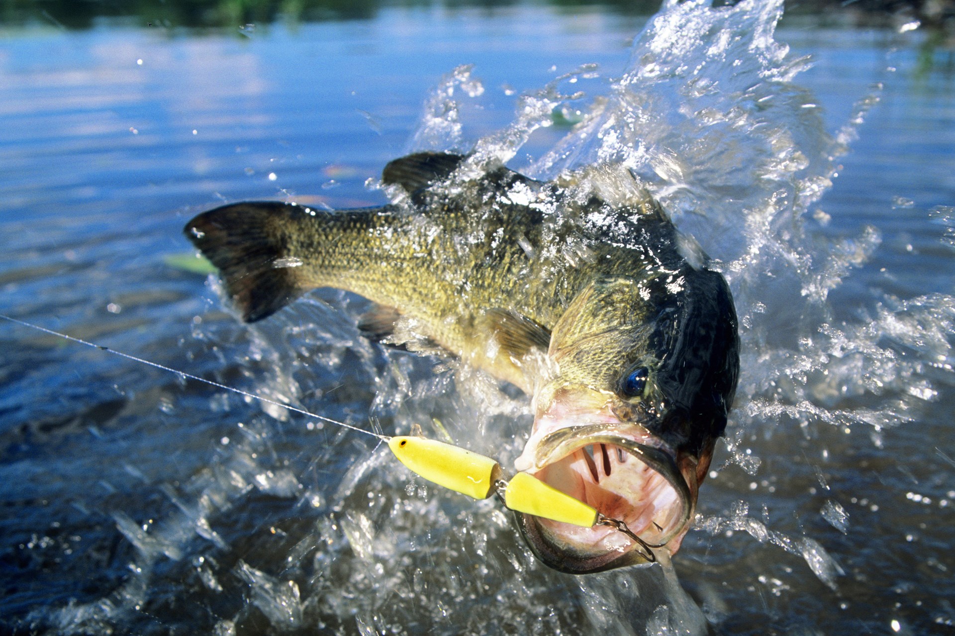 Where to look for Bass fish on most lakes – Bass Fishing Tactics