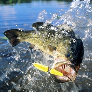 Spring Bass Fishing Tips: Lures, Technique & More Image