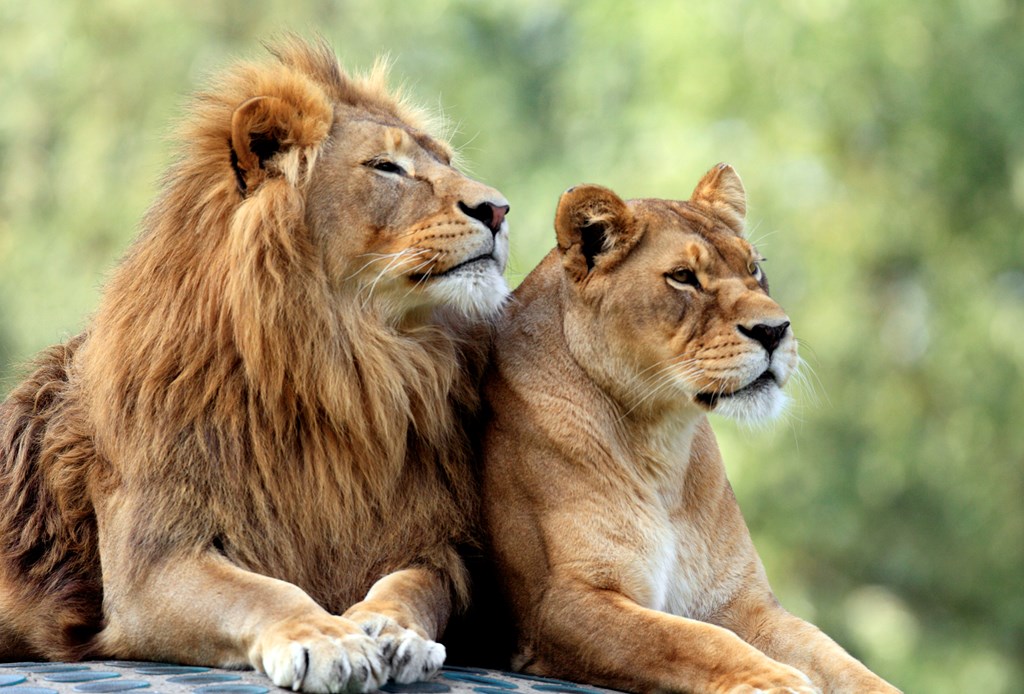 Couple of adult Lions - male and female - resting peacefully.