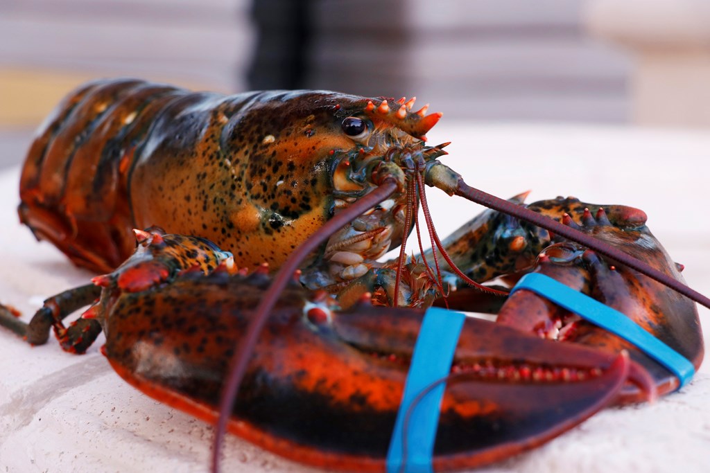 Close-up of a live Canadian lobster.