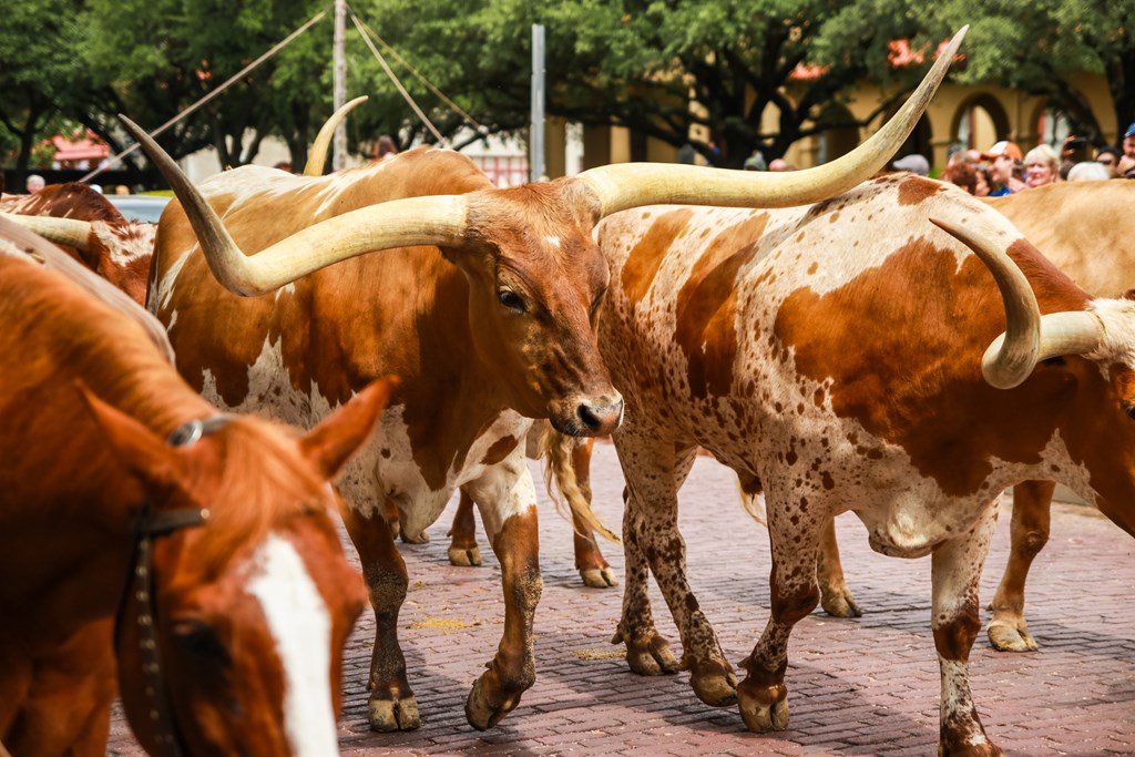 Longhorn Cattle Drive at the stockyards of Fort Worth, Texas, USA. Longhorn cattle walk down a red cobblestoned street.