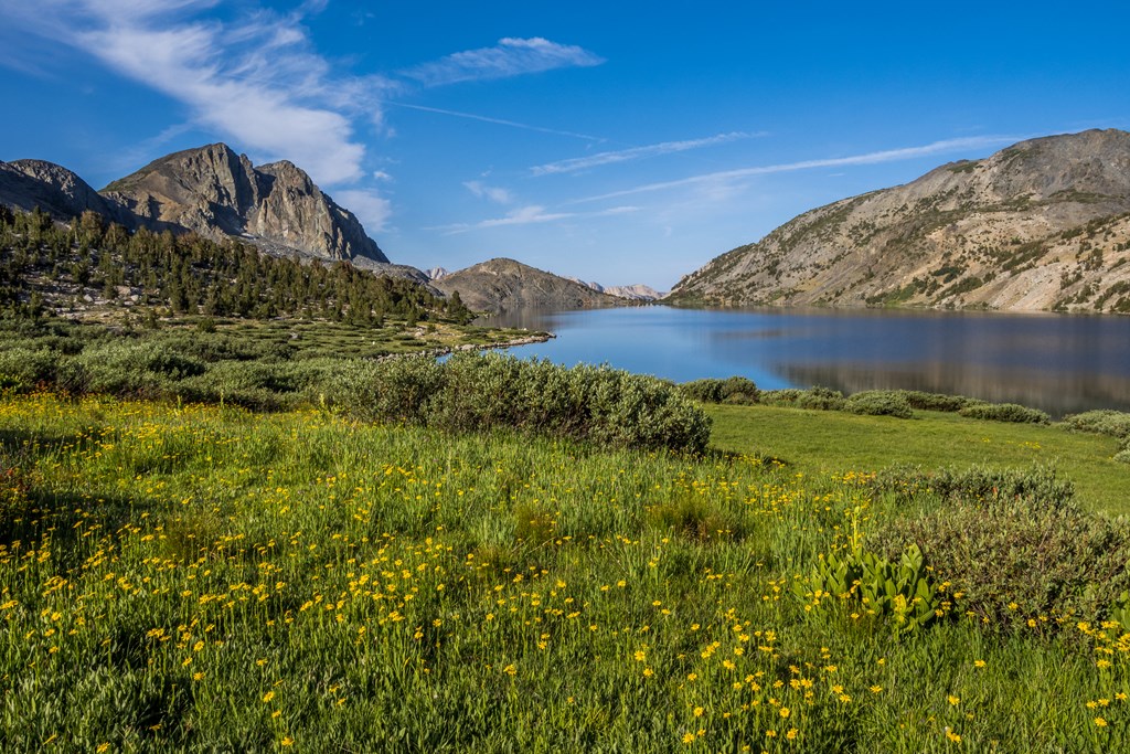 Wildflowers by Duck Lake in Sierra Nevada mountains along Pike Lake trail, Mammoth Lakes region, California.