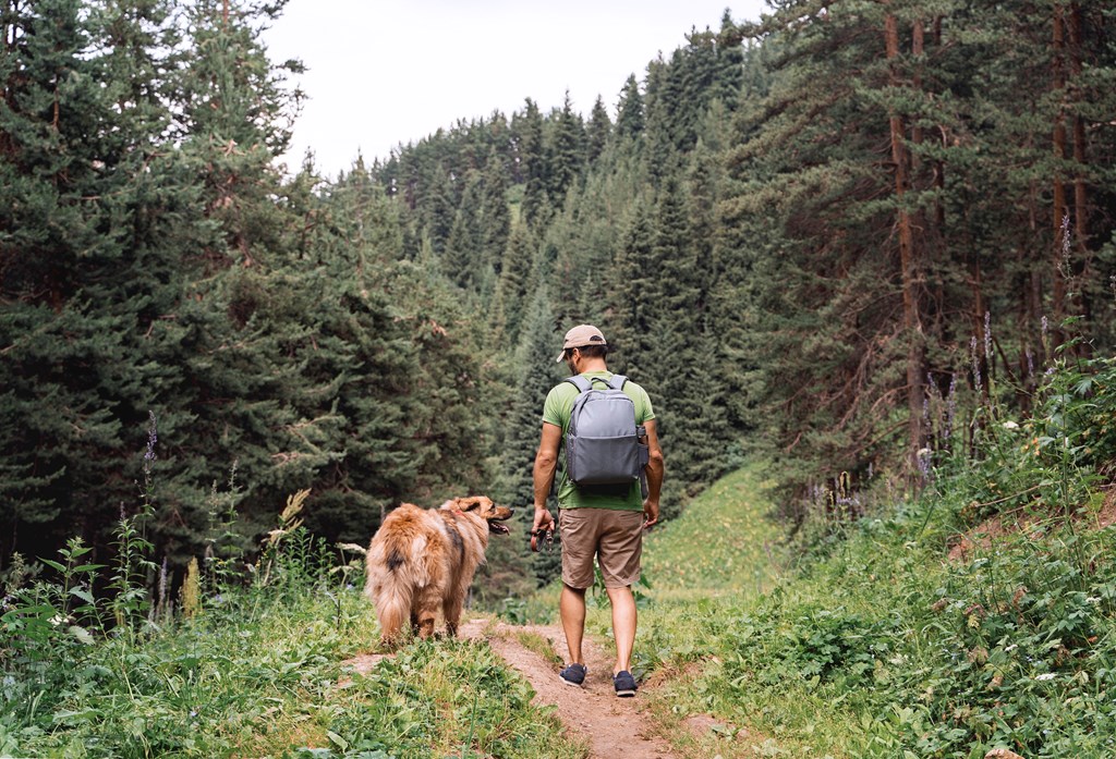 Man with a dog walking through a beautiful pine forest trail.