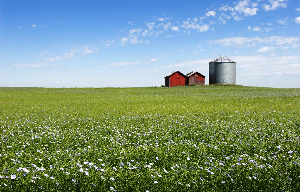 Flax field, Rapid City, Manitoba, Canada