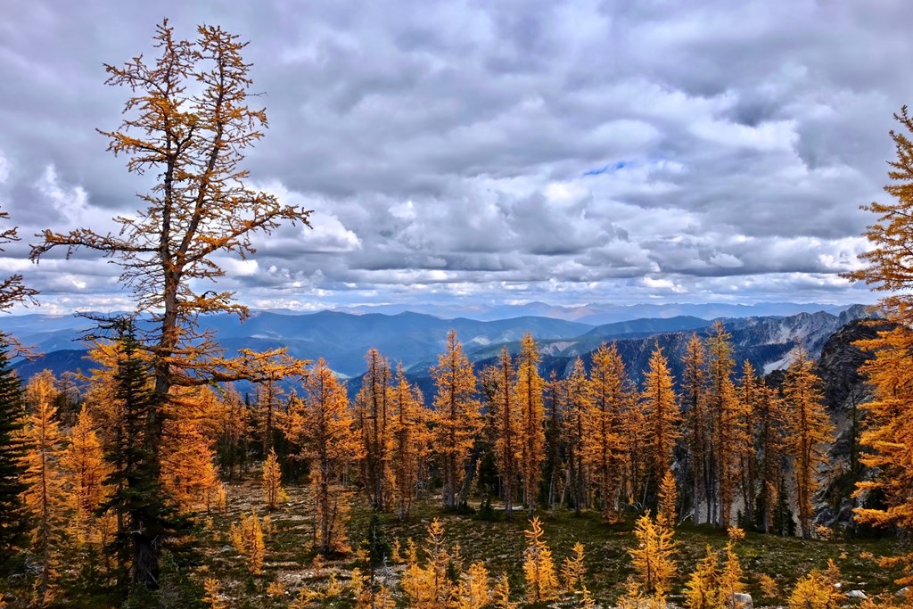 Beautiful autumn golden larches on Mount Frosty. Manning Park. Hope. Harrison hot Springs. British Columbia. Canada.