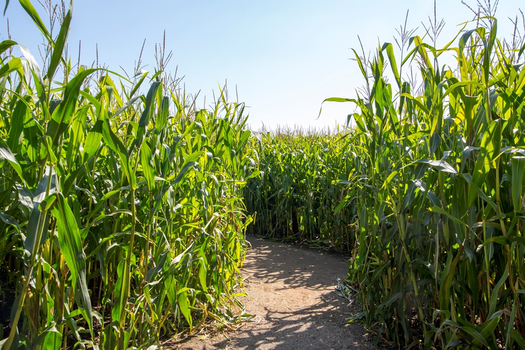 Footpath through a maze made out of a field of maize corn