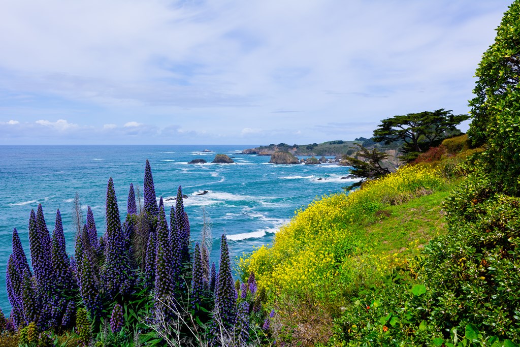 Purple lupine flowers grow on the coast overlooking the Pacific Ocean.