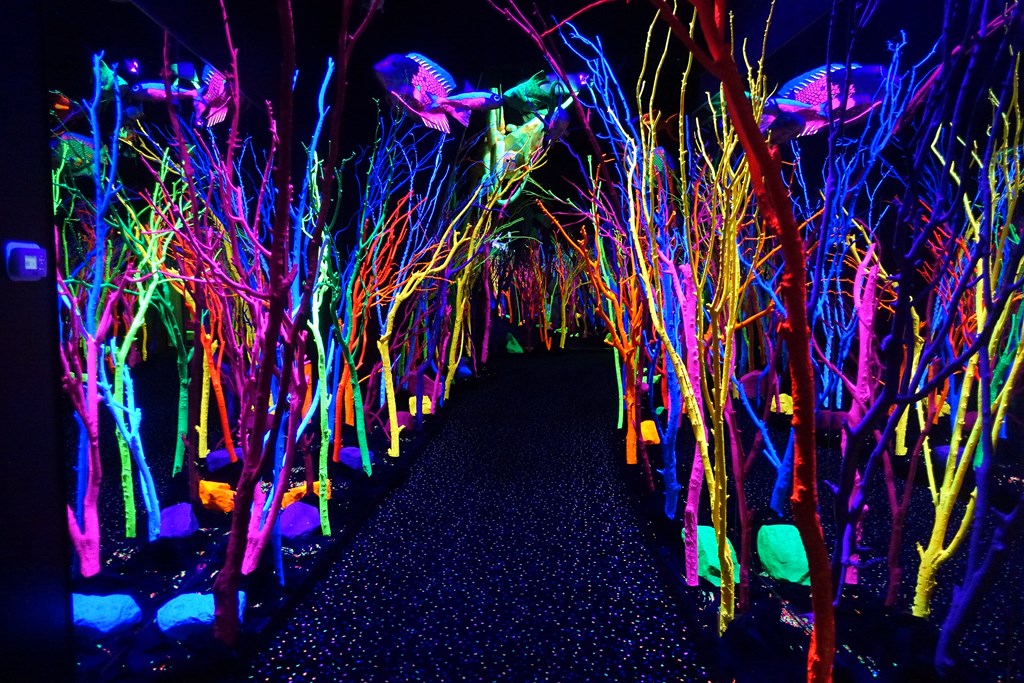 Neon colored, leafless trees of all colors appear along a path in a dark room.