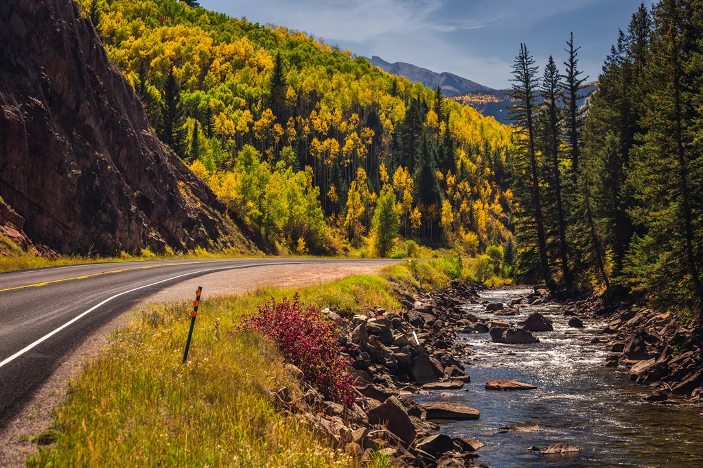 Aspen trees in autumn along the Million Dollar Highway in Colorado.