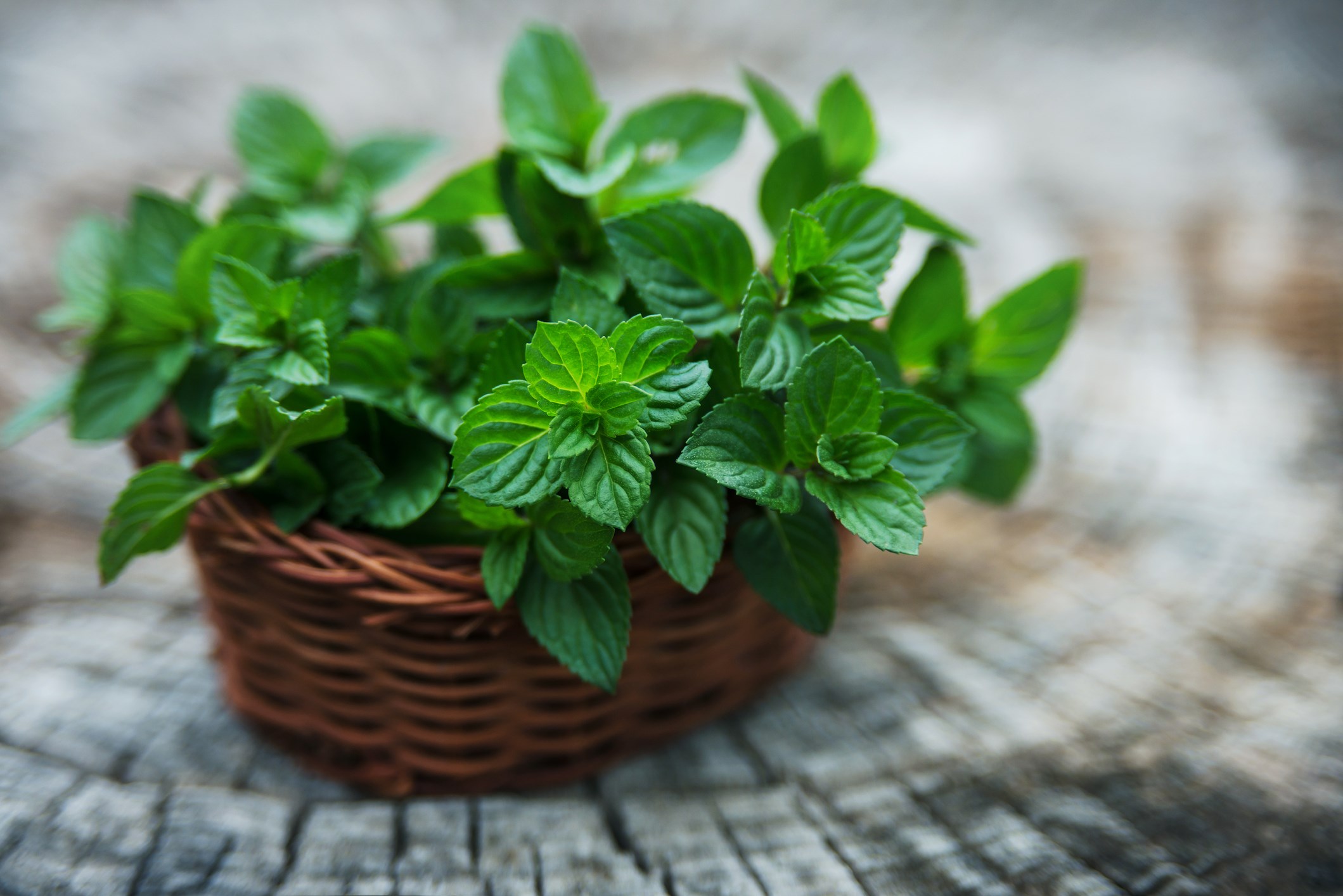 Mint in small basket on natural wooden background.