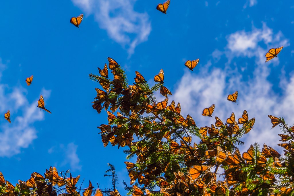 Monarch Butterflies on tree branch in blue sky background. 