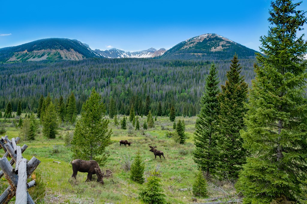 Bull moose grazing on summer day in the mountains of Rocky Mountain National Park.