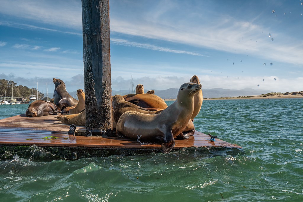 Seals at Morro Bay on a small floating dock.
