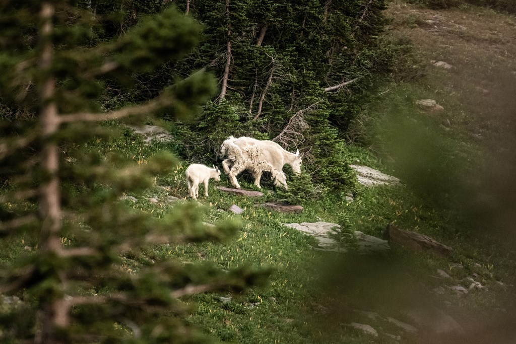 Mother and Kid Mountain Goats Walk Along Forest Edge in Glacier National Park.
