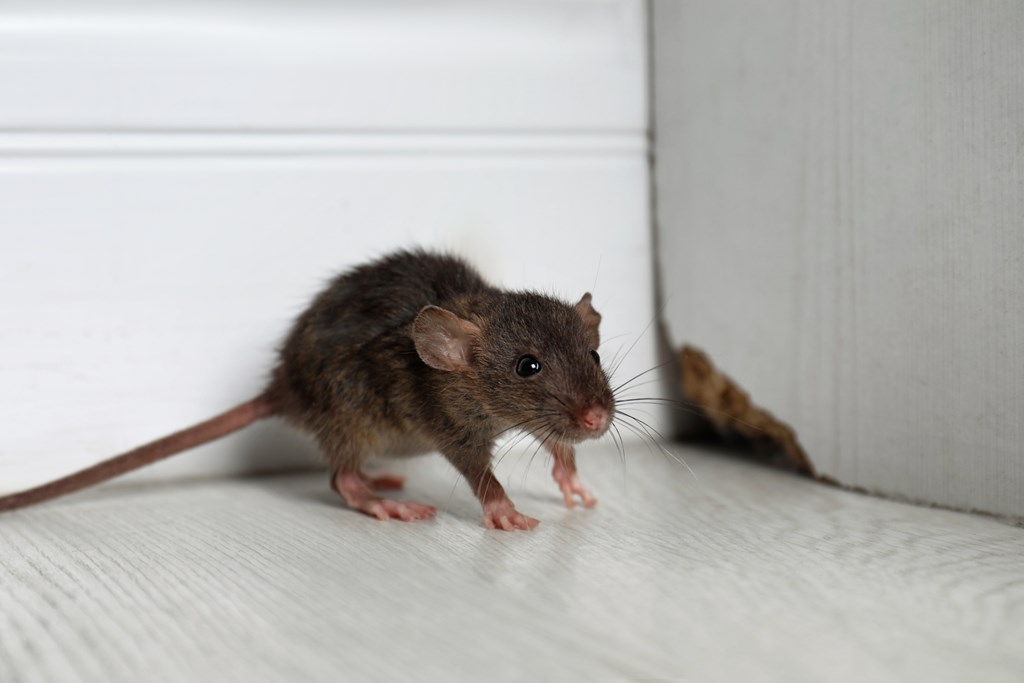 Small rodent near a hole in the wall.